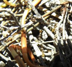 Technomyrmex pallipes