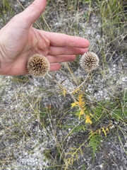 Echinops ritro