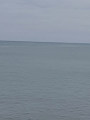 Phocoena phocoena