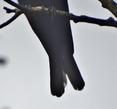 Melaenornis pammelaina ater