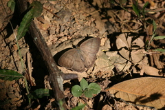 Magneuptychia