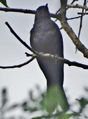 Melaenornis pammelaina ater