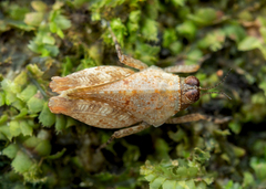 Systolederus cinereus