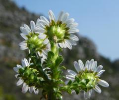 Polyarrhena reflexa reflexa