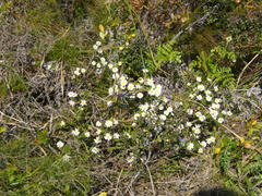 Polyarrhena reflexa reflexa