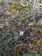 Erodium lebelii