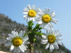 Polyarrhena reflexa reflexa