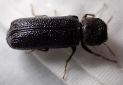Amphicerus cornutus