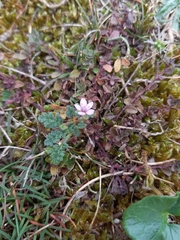 Erodium lebelii