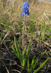Muscari aucheri
