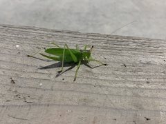 Hexacentrus hareyamai