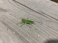 Hexacentrus hareyamai