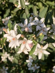 Philotheca myoporoides