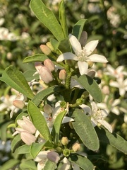 Philotheca myoporoides
