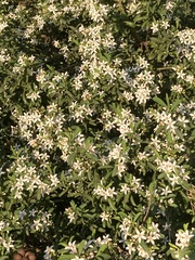 Philotheca myoporoides