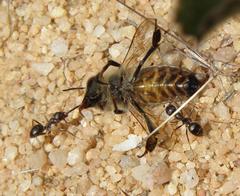 Anoplolepis steingroeveri