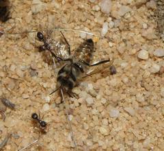 Anoplolepis steingroeveri