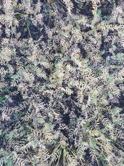 Sibbaldianthe orientalis