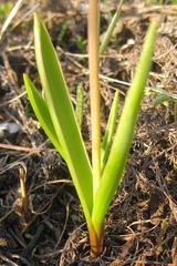 Muscari aucheri