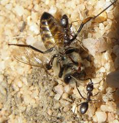 Anoplolepis steingroeveri