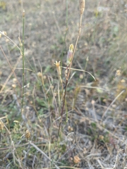 Dianthus lanceolatus