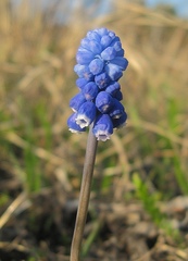 Muscari aucheri