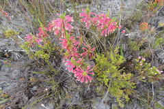 Erica densifolia
