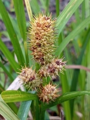 Carex typhina