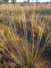 Stipa krylovii