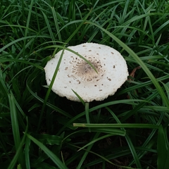 Agaricaceae