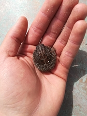 Breviceps rosei rosei