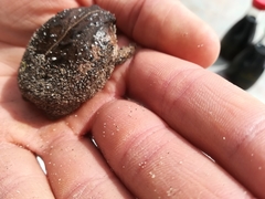 Breviceps rosei rosei