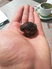 Breviceps rosei rosei