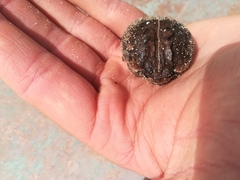 Breviceps rosei rosei