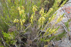 Erica chlorosepala