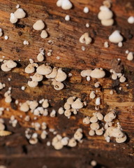 Panellus luxfilamentus