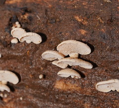 Panellus luxfilamentus