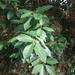 Ficus microcarpa microcarpa - Photo (c) Han-Ting Liu, μερικά δικαιώματα διατηρούνται (CC BY-NC), uploaded by Han-Ting Liu