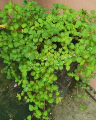 Heterotis rotundifolia