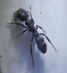 Bothroponera pumicosa