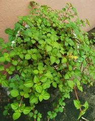 Heterotis rotundifolia