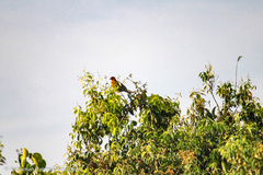 Treron fulvicollis