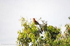 Treron fulvicollis