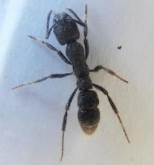 Bothroponera pumicosa