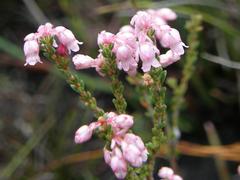 Erica brevifolia
