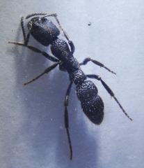 Bothroponera pumicosa