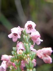 Erica brevifolia