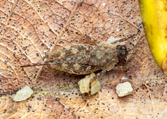 Systolederus cinereus