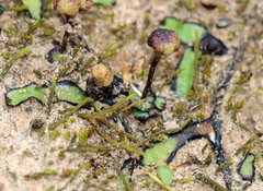 Asterella marginata