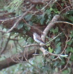 Muscicapa dauurica